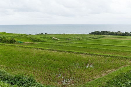 稻田和海边