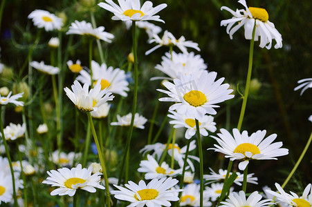 牛眼菊（Leucanthemum vulgare）。