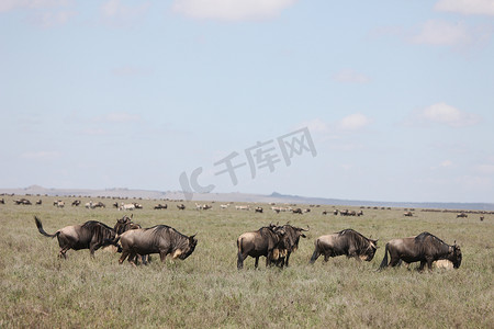 gnu摄影照片_牛羚野生羚羊 Gnu 在非洲博茨瓦纳大草原