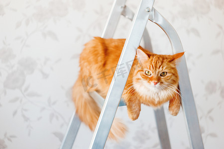 坐在梯子上摄影照片_可爱的姜猫坐在梯子上。