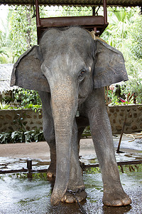 印度大象摄影照片_美丽的印度大象有座位供乘客等待人