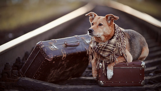 狗等待摄影照片_带着手提箱在铁轨上的狗。