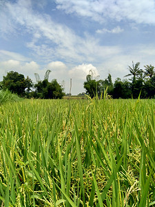 稻田背景摄影照片_自然背景下的美丽景色稻田