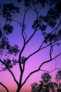 昆士兰州伊普斯威奇黄昏时分的树木剪影