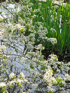 以河和绿草为背景的白色开花的春天樱桃