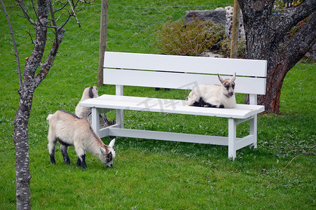 绿色牧场上的长凳和绵羊 — flam norway