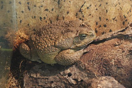 一只长满青春痘的又大又肥又丑的青蛙骄傲地坐在石头上