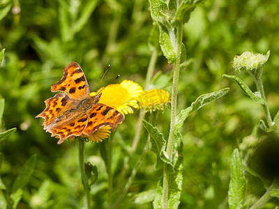 Comma Butterfly (Polygonia c-album) on Flower Outside Summer 富