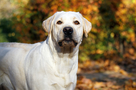 秋天公园里的甜黄色拉布拉多犬