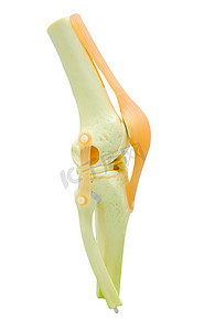 膝关节置换术的塑料研究模型。