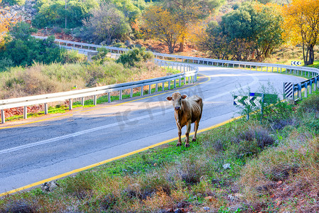 山路上的牛