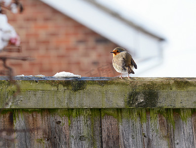 知更鸟在寒冷的冬天天气膨胀的羽毛