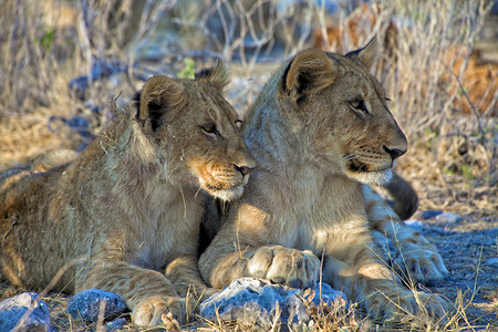 纳米比亚非洲埃托沙国家公园的两兄弟幼狮