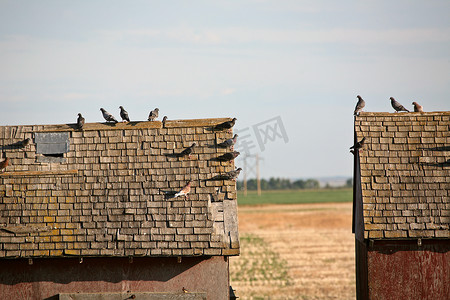 风景秀丽的萨斯喀彻温省旧粮仓屋顶上的鸽子