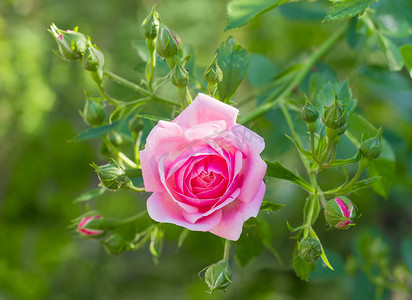 杂交玫瑰摄影照片_粉红玫瑰的分支与花和芽
