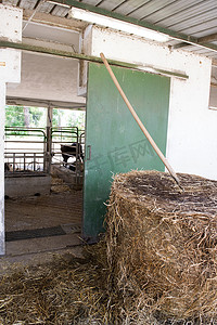 一捆干草，在牛棚前放着干草叉