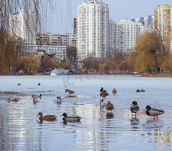 冬季城市公园，结冰的池塘，鸭群