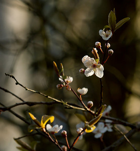 黑刺李花