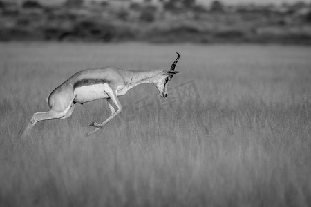 卡拉哈里摄影照片_跳羚在喀拉哈里沙漠中部奔跑。