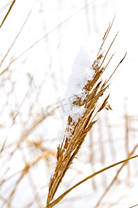 gras摄影照片_有雪的 GRAS