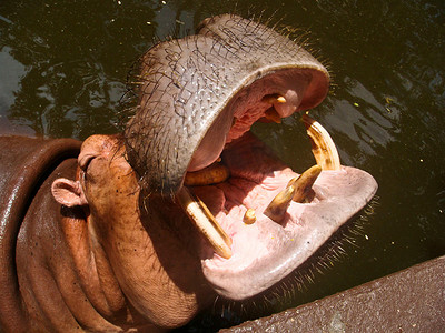 河马 (Hippopotamus amphibius) 张开嘴巴等着你的食物。