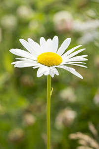 牛眼菊花特写