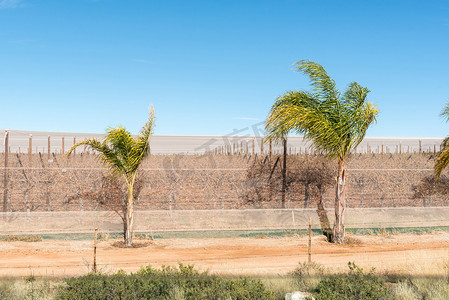 卡卡马斯附近受遮阳网保护的葡萄园