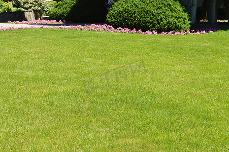 草坪上的绿草空间，背景是鲜花和灌木