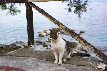猫钓鱼摄影照片_坐在希腊克里特岛 Mochlos 村海边的猫