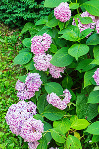 花刷摄影照片_花园里长着宽绿叶的紫色花刷