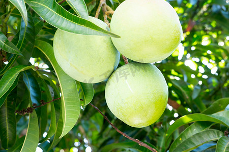 芒果加工摄影照片_芒果树上的芒果和叶子。