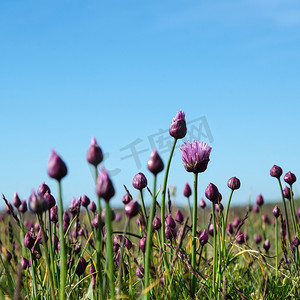 香葱蒜摄影照片_在蓝天的草原上绽放野蒜和花蕾