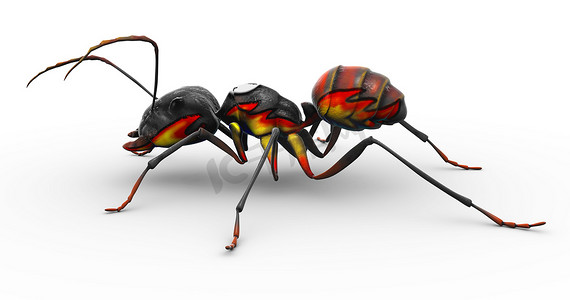 彩绘火蚁摆出好看的姿势