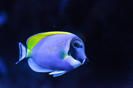 粉蓝塘鱼 Acanthurus leucosternon