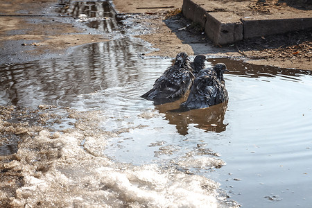阳光下散步摄影照片_水坑里的鸽子。小鸟在阳光下的水坑里散步