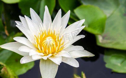 东北花色摄影照片_池塘上的白莲花色花