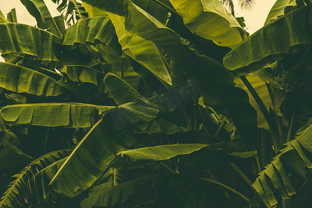 热带芭蕉叶丛林
