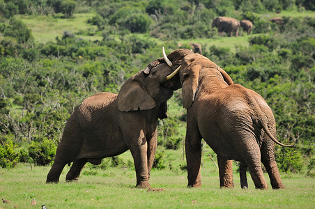 “两只大象打架，阿多大象国家公园，南非”