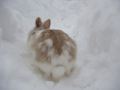 雪地里的兔子