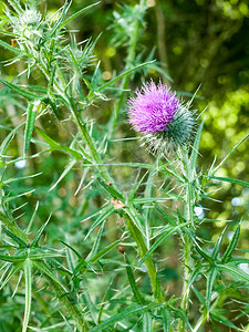 summer背景摄影照片_免版税图像 - pink thistle isolated outside on plant in summer l