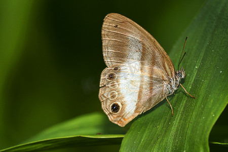 “热带蝴蝶，马基普库纳云雾森林保护区，厄瓜多尔”