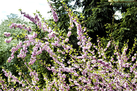 粉色樱花树枝摄影照片_美丽的樱花树枝