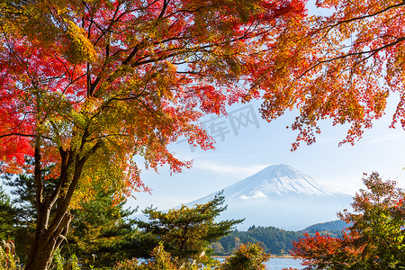 富士和枫树