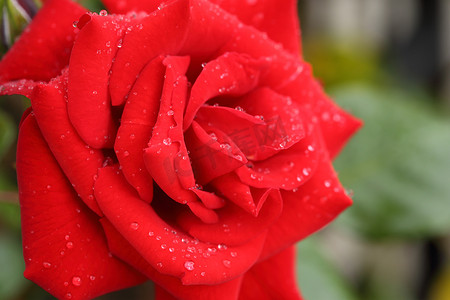 有水滴的红色玫瑰花卉植物