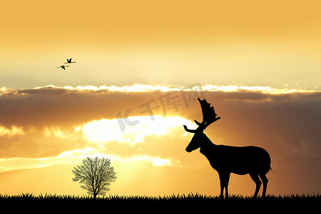 鹿黄色摄影照片_日落时森林里的鹿
