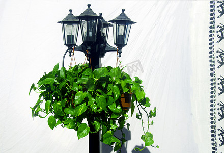 带植物的灯笼，背景是黑色帆布的白纸