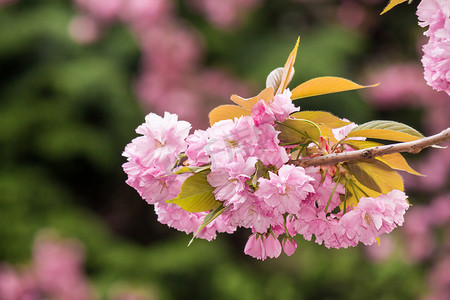 樱花树枝上的粉红色花朵
