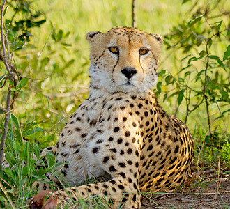 野生肯尼亚的猎豹