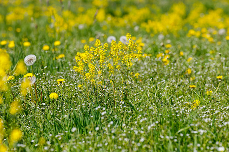 春天的花朵蒲公英在草地上，春天的场景