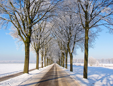 一排树摄影照片_车景雪景，有一排树